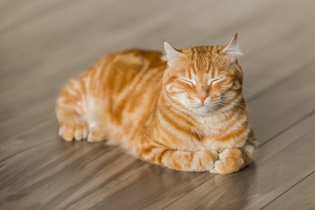 sleeping-cat